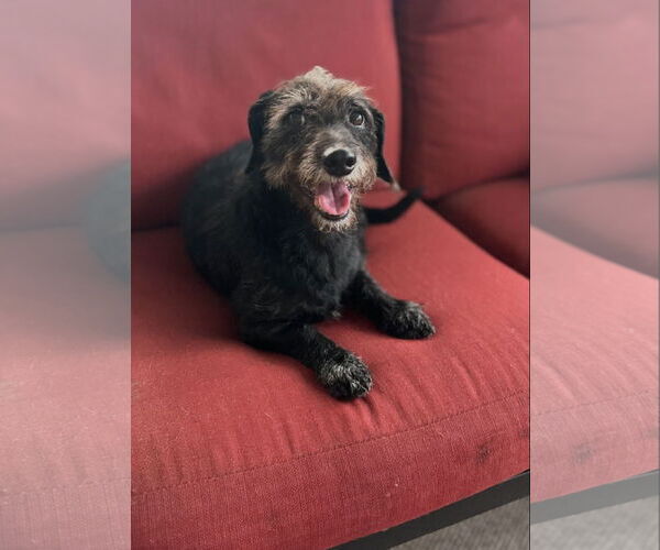 Medium Photo #5 Dachshund-Unknown Mix Puppy For Sale in Weston, FL, USA