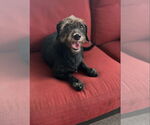 Small #4 Dachshund Mix
