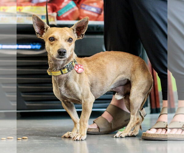 Medium Photo #1 Chiweenie Puppy For Sale in St. Louis Park, MN, USA