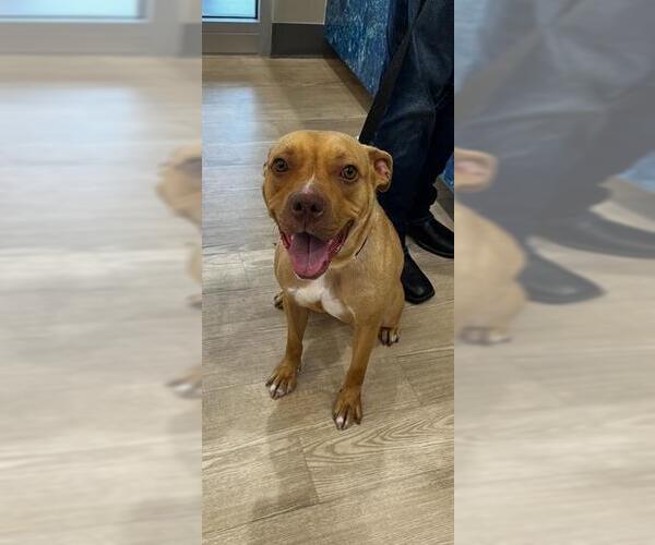 Medium Photo #1 Mutt Puppy For Sale in Pearland, TX, USA