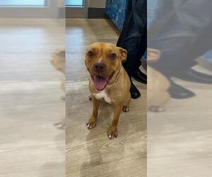 Mutt Dogs for adoption in Pearland, TX, USA