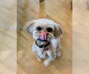 Lhasa Apso-Unknown Mix Dogs for adoption in Andover, MN, USA