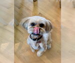 Small Lhasa Apso Mix