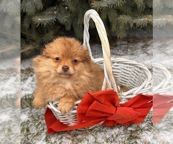 Medium Photo #2 Pomeranian Puppy For Sale in MIDDLEBURY, IN, USA
