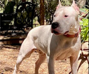 Mother of the Dogo Argentino puppies born on 05/25/2021