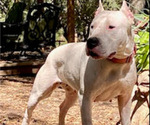 Small Photo #1 Dogo Argentino Puppy For Sale in POMONA, CA, USA
