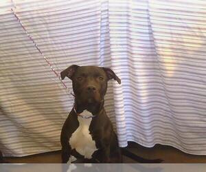 American Pit Bull Terrier Dogs for adoption in Sacramento, CA, USA