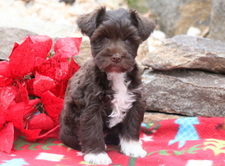 Schnauzer (Miniature) Puppy for sale in MOUNT JOY, PA, USA