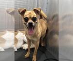 Small Pug Mix