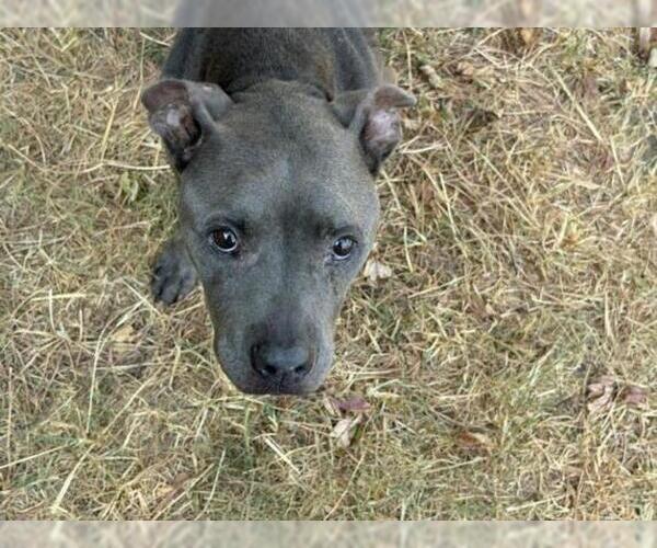 Medium Photo #1 Mutt Puppy For Sale in Tulsa, OK, USA
