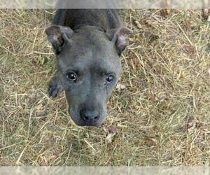 Mutt Dogs for adoption in Tulsa, OK, USA