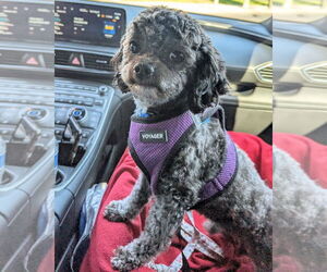 Shih Tzu-Unknown Mix Dogs for adoption in Corona, CA, USA