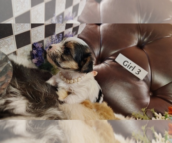 Medium Photo #3 Yorkshire Terrier Puppy For Sale in SAN ANTONIO, TX, USA