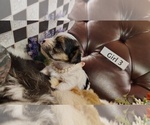 Small #2 Yorkshire Terrier