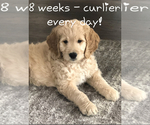 Small Photo #1 Goldendoodle Puppy For Sale in HARRISVILLE, UT, USA