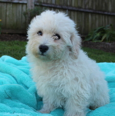 Bichon Frise Puppy for sale in GAP, PA, USA