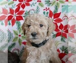Puppy Dancer Labradoodle