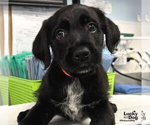 Labrador Retriever-Unknown Mix Dogs for adoption in Washington, DC, USA