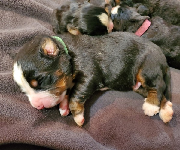 Medium Photo #25 Bernese Mountain Dog Puppy For Sale in LEETONIA, OH, USA