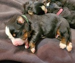 Small #24 Bernese Mountain Dog