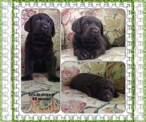 Labrador Retriever Puppy for sale in SALISBURY, NC, USA