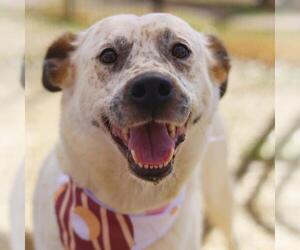 Mutt Dog for Adoption in San Antonio, Texas USA