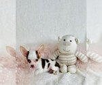 Small #1 Chihuahua