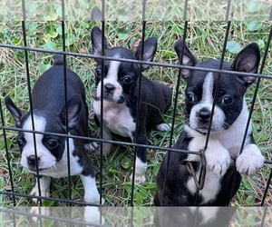 Boston Terrier Puppy for sale in MOUNT PLEASANT, SC, USA