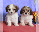 Small Photo #2 Cavachon Puppy For Sale in GORDONVILLE, PA, USA