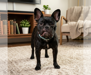 French Bulldog-Unknown Mix Dogs for adoption in Vail, AZ, USA