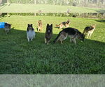 Small Photo #7 German Shepherd Dog Puppy For Sale in Plantation, FL, USA