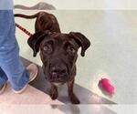 Small Plott Hound Mix