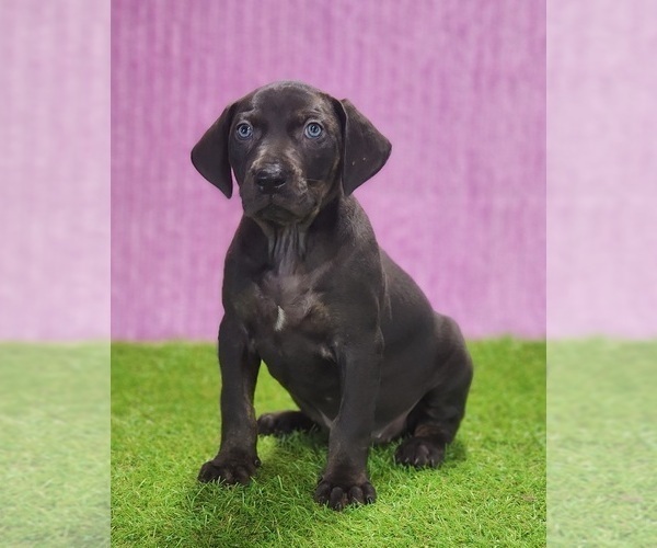 Medium Photo #6 Catahoula Leopard Dog Puppy For Sale in CUMBY, TX, USA