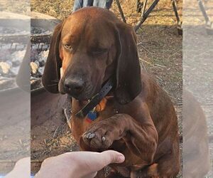 Mother of the Redbone Coonhound puppies born on 06/17/2025
