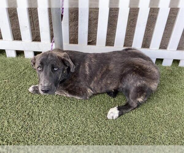 Medium Photo #1 Holland Shepherd-Unknown Mix Puppy For Sale in Modesto, CA, USA