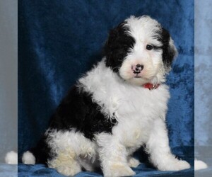 Old English Sheepdog-Poodle (Miniature) Mix Puppy for sale in DORNSIFE, PA, USA
