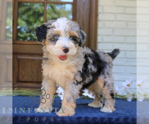 Medium Photo #1 Bernedoodle (Miniature) Puppy For Sale in NARVON, PA, USA
