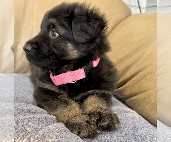 Medium Photo #47 German Shepherd Dog Puppy For Sale in BRIGHTON, CO, USA