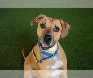 American Bulldog-Unknown Mix Dogs for adoption in West Palm Beach, FL, USA