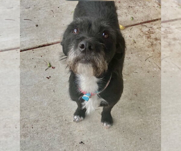 Medium Photo #2 Mutt Puppy For Sale in San Diego, CA, USA