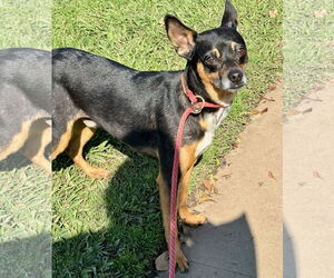 Maddox *Courtesy Post* - Male Miniature Pinscher Dog for Adoption - Photo #3