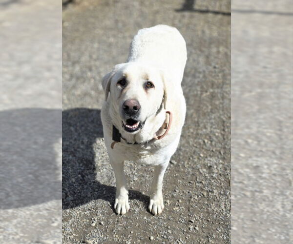 Medium Photo #4 - Mix Puppy For Sale in Woodsfield, OH, USA