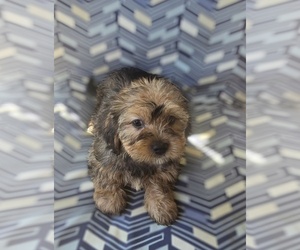 Maltipoo (Miniature) Puppy for sale in WOBURN, MA, USA
