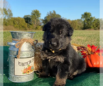 Small Photo #1 German Shepherd Dog Puppy For Sale in DUENWEG, MO, USA
