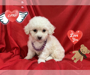 Maltipoo Puppy for sale in SAN FRANCISCO, CA, USA