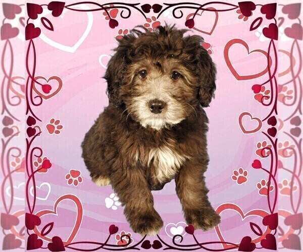 Medium Photo #24 Bernedoodle (Miniature) Puppy For Sale in PEYTON, CO, USA