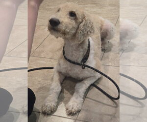 Poodle (Standard) Dogs for adoption in Rosenberg, TX, USA