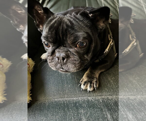 Medium Photo #9 French Bulldog Puppy For Sale in Mundelein, IL, USA
