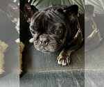 Small #8 French Bulldog