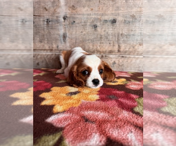 Medium Photo #10 Cavalier King Charles Spaniel Puppy For Sale in VERMONTVILLE, MI, USA